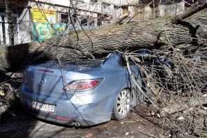 В центре дерево упало на машины (фото)