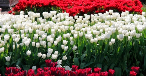 В Харькове проходит выставка тюльпанов