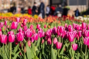 Больше 40 тысяч цветов: в Харькове - выставка тюльпанов
