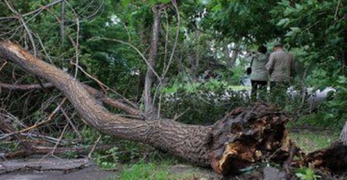 Из-за стихии в Харькове упало 22 дерева