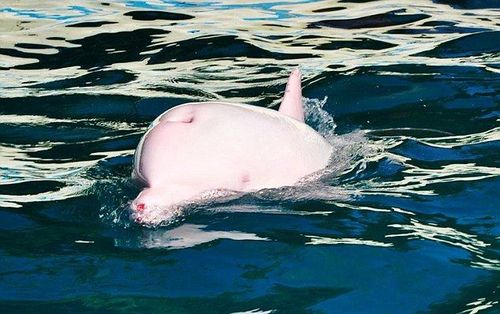 Розовый дельфин, меняющий цвет от эмоций, стал звездой японского музея