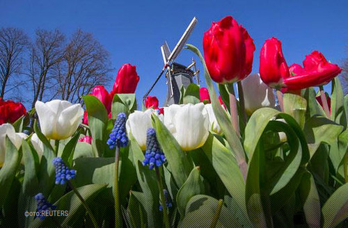 Весна прийшла: У Нідерландах вже відкрився найкрасивіший Сад Європи
