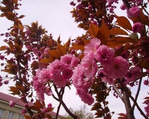 Дивовижне цвітіння сакури в Ужгороді (фото) 