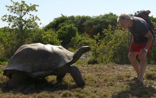 Гигантский самец черепахи "отомстил" экспедиции за прерванный интим