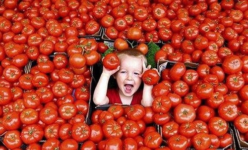 Ученые: помидоры предотвращают болезни сердца‏ и усиливают...