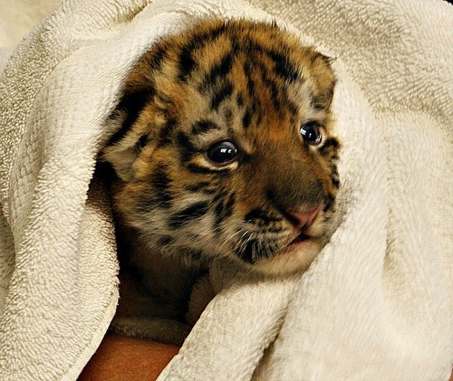 Уникальный случай: амурская тигрица в неволе родила троих тигрят
