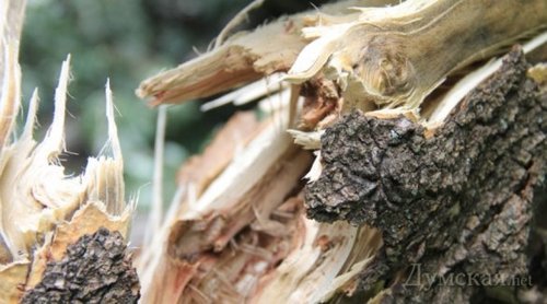 В Полтавской обл. упавшее дерево смертельно травмировало ребенка 