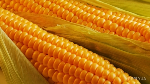 Украинская кукуруза - очень нужный продукт