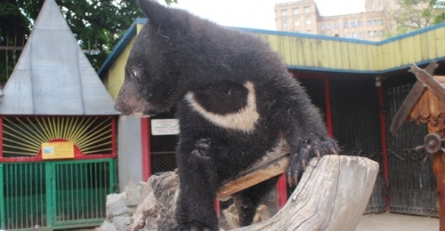 Маленькая медведица Харьковского зоопарка выбрала себе имя