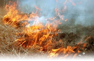 Возле села Старое Бориспольского района под Киевом крупный пожар 
