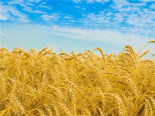 В Харьковской области фермер засеял пшеницей памятник археологии 
