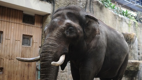Цирковой слон убил мужчину в городе Бухен (Германия)  
