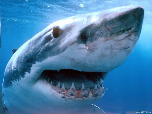 В США двое подростков лишились рук при нападении акул