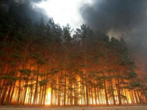 В Луганской области в районе Трехизбенки из-за обстрелов горит 100 га леса