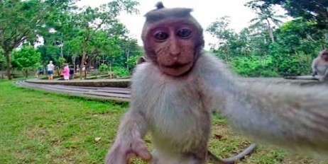 На Бали макака сделала селфи на камеру, которую отобрала у туристки
