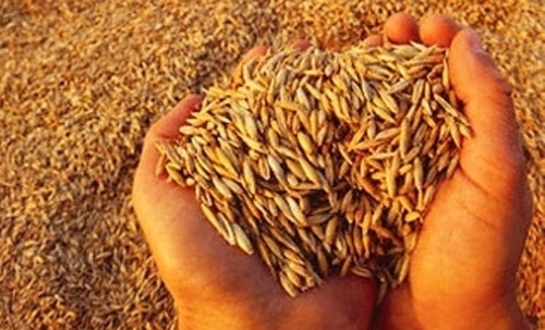 В 2014/2015 маркетинговом году Украина поставила исторический рекорд по экспорту зерна  