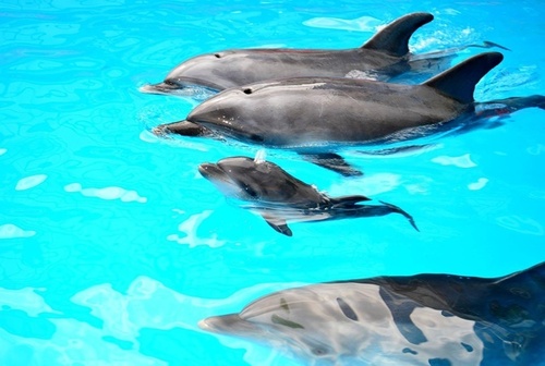 Сьогодні вночі у Харківському дельфінарії народилося дельфінятко 