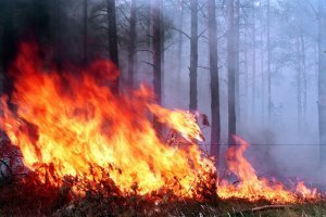 За время АТО из-за обстрелов в Донецкой области сгорело 1405 гектаров леса