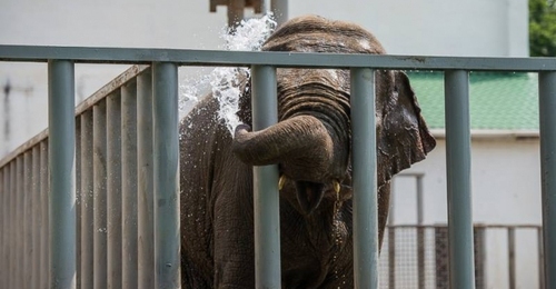 В Харьковском зоопарке отметили праздник «День слонов» 