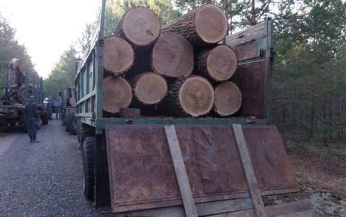 Милиция Киевской области предотвратила нелегальный вывоз радиоактивной древесины из зоны отчуждения