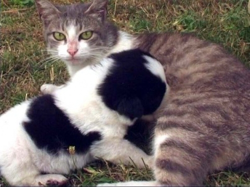 У Грузії у звичайної домашньої кішки народилося цуценя