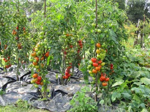 Как получить хороший урожай томатов: 5 простых правил