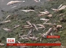 У Дніпропетровську береги річок покрились мертвою рибою