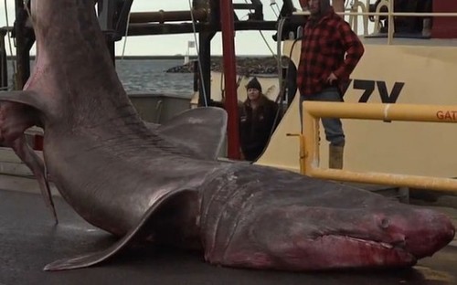 В Австралии рыбаки поймали уникальную гигантскую акулу