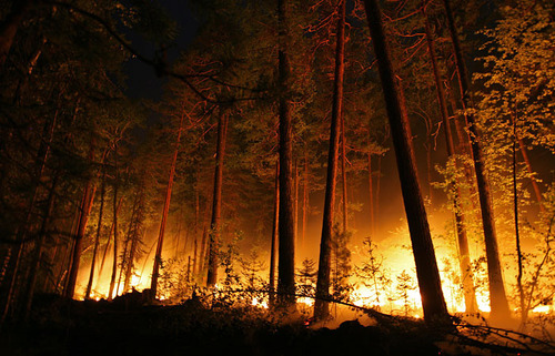Площа лісових пожеж у Забайкальському краї за добу зросла з 671 до 750 га