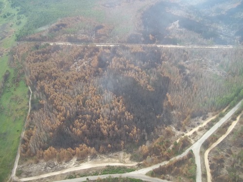 Пожежу під Чорнобилем продовжують гасити