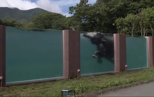 Японский зоопарк построил прозрачный бассейн для слонов-плавцов