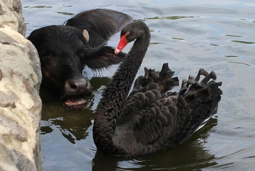 В Харьковском зоопарке черные лебеди плавают с черным буйволом
