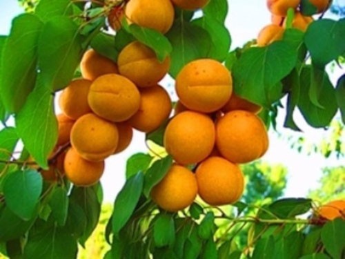 Как вылечить абрикос