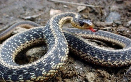В Карпатах из-за жары змеи стали более агрессивными