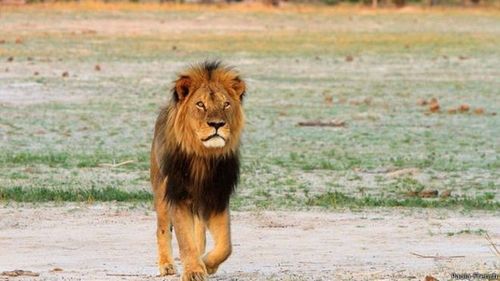 В Зимбабве убит знаменитый лев