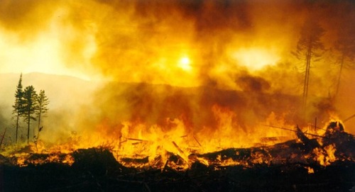 Лесные пожары в России спровоцированы человеческим фактором