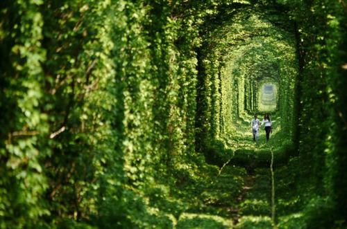 "Тоннель любви" в украинском лесу