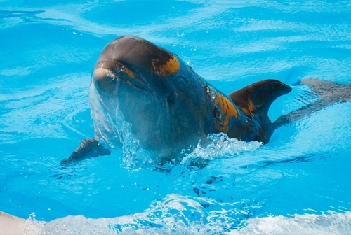 Харьковчане уже придумали имя для дельфиненка
