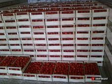 Водитель фуры спас санкционные помидоры от уничтожения, бежав из России