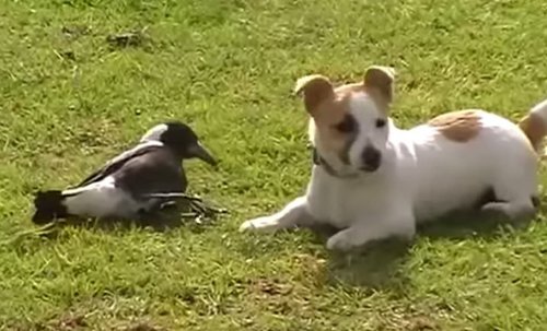 Невероятная дружба между собакой и птицей