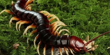 Ученые Тигирекского заповедника на Алтае нашли новый вид насекомого, который ранее нигде не встречался в природе