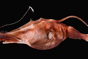 Новый вид глубоководных рыб-удильщиков нашли американские ученые