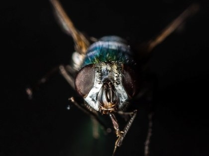 Наблюдения за мухами помогут в создании нового лекарства от БАС