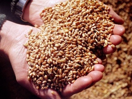 На сегодняшний день в Украине намолочено 35,7 миллиона тонн зерна нового урожая