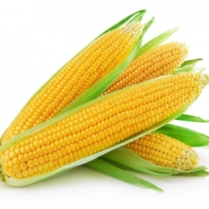 Полезные свойства кукурузы 