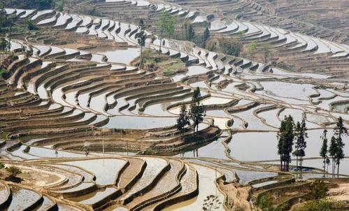  Рисовые террасы Хунхэ-Хани