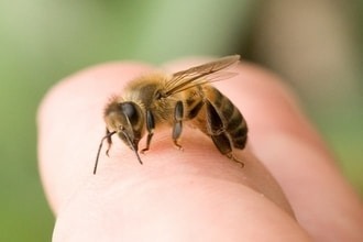 Что нельзя делать, если вас укусила пчела
