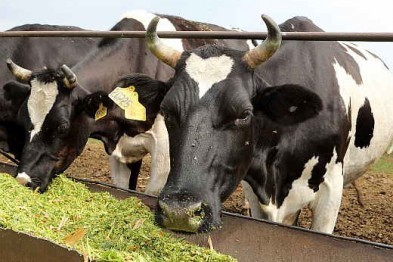 На Харьковщине установлены нормы газа на приготовление еды для скота