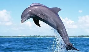 Приехали на Гавайи поплавать с дельфинами
