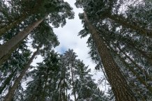 Науковці визначили скільки дерев на планеті 